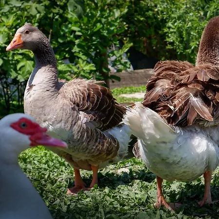 Gospodarstwo agroturystyczne Cascina Graziosa *